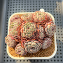 Echeveria 'Super Minima' Cluster 2"-3" Succulent Plant Cutting