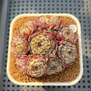 Echeveria 'Super Minima' Cluster 2"-3" Succulent Plant Cutting