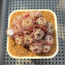 Echeveria 'Super Minima' Cluster 2"-3" Succulent Plant Cutting
