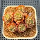 Echeveria 'Sugar Baby' Cluster 2"-3" Succulent Plant Cutting