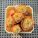 Echeveria 'Sugar Baby' Cluster 2"-3" Succulent Plant Cutting