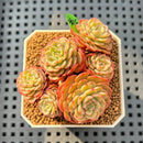 Echeveria 'Sugar Baby' Cluster 2"-3" Succulent Plant Cutting