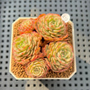 Echeveria 'Sugar Baby' Cluster 2"-3" Succulent Plant Cutting