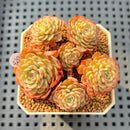 Echeveria 'Sugar Baby' Cluster 2"-3" Succulent Plant Cutting