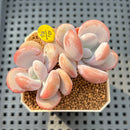 Graptoveria 'Lalla' 2"-3" Succulent Plant Cutting