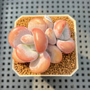 Graptoveria 'Lalla' 2"-3" Succulent Plant Cutting
