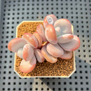 Graptoveria 'Lalla' 2"-3" Succulent Plant Cutting