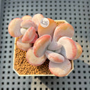 Graptoveria 'Lalla' 2"-3" Succulent Plant Cutting