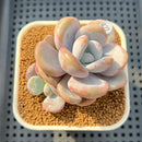 Graptoveria 'Lalla' 2"-3" Succulent Plant Cutting