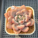 Graptoveria 'Lalla' 2"-3" Succulent Plant Cutting