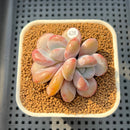 Graptoveria 'Lalla' 2"-3" Succulent Plant Cutting