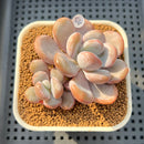 Graptoveria 'Lalla' 2"-3" Succulent Plant Cutting
