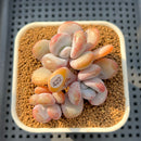 Graptoveria 'Lalla' 2"-3" Succulent Plant Cutting