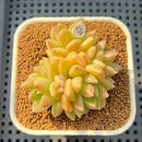 Pachyveria 'Lemon Honey' 2" Succulent Plant Cutting