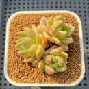 Pachyveria 'Lemon Honey' 2" Succulent Plant Cutting