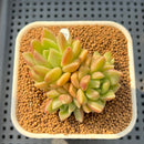 Pachyveria 'Lemon Honey' 2" Succulent Plant Cutting