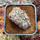 Echeveria 'Minima' Crested 2" Succulent Plant Cutting