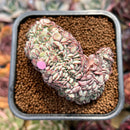 Echeveria 'Minima' Crested 2" Succulent Plant Cutting