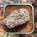 Echeveria 'Minima' Crested 2" Succulent Plant Cutting