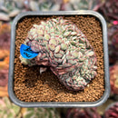 Echeveria 'Minima' Crested 2" Succulent Plant Cutting