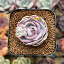 Echeveria 'Top Pink' 1" Succulent Plant Cutting