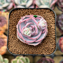 Echeveria 'Top Pink' 1" Succulent Plant Cutting