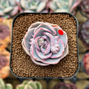 Echeveria 'Top Pink' 1" Succulent Plant Cutting