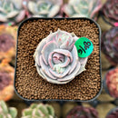Echeveria 'Top Pink' 1" Succulent Plant Cutting