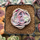 Echeveria 'Top Pink' 1" Succulent Plant Cutting