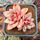 Echeveria 'German Champaign' 2" Succulent Plant Cutting
