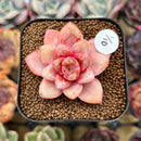 Echeveria 'German Champaign' 1"-2" Succulent Plant Cutting