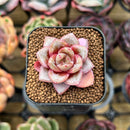 Echeveria 'German Champaign' 1"-2" Succulent Plant Cutting