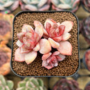 Echeveria 'German Champaign' 2" Succulent Plant Cutting