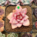 Echeveria 'German Champaign' 1"-2" Succulent Plant Cutting