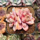 Echeveria 'German Champaign' 2" Succulent Plant Cutting