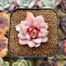 Echeveria 'German Champaign' 1"-2" Succulent Plant Cutting