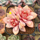 Echeveria 'German Champaign' 2" Succulent Plant Cutting