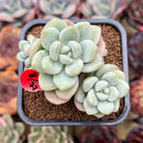 Echeveria 'Pretty Woman' 2"-3" Cluster Succulent Plant Cutting