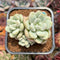 Echeveria 'Pretty Woman' 2"-3" Cluster Succulent Plant Cutting