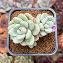 Echeveria 'Pretty Woman' 2"-3" Cluster Succulent Plant Cutting