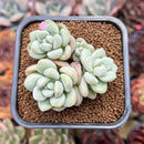 Echeveria 'Pretty Woman' 2"-3" Cluster Succulent Plant Cutting