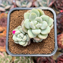 Echeveria 'Pretty Woman' 2"-3" Cluster Succulent Plant Cutting