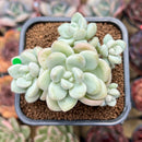 Echeveria 'Pretty Woman' 2"-3" Cluster Succulent Plant Cutting