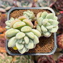 Echeveria 'Pretty Woman' 2"-3" Cluster Succulent Plant Cutting