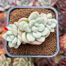 Echeveria 'Pretty Woman' 2"-3" Cluster Succulent Plant Cutting