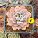 Echeveria 'Miss Jin' Type B 2" Succulent Plant Cutting