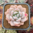 Echeveria 'Miss Jin' Type B 2" Succulent Plant Cutting