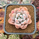 Echeveria 'Miss Jin' Type B 2" Succulent Plant Cutting