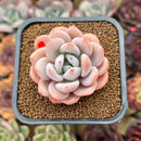 Echeveria 'Miss Jin' Type B 2" Succulent Plant Cutting