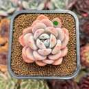 Echeveria 'Miss Jin' Type B 2" Succulent Plant Cutting
